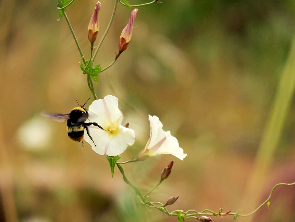 Crotch's bumble bee on flower. CDFW photo by Dylan Winkler